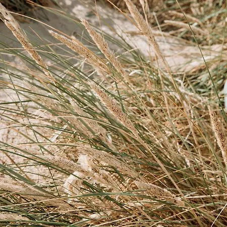 Hotel Boutique Koogerend